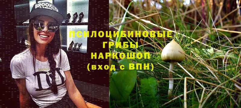 наркошоп  Кадников  Галлюциногенные грибы Psilocybe 